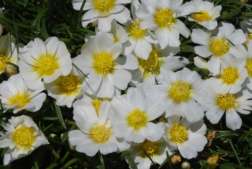 Calandrinia graminifolia, photograph 2