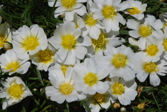 Calandrinia graminifolia, photograph (c) aacocucci, some rights reserved (CC BY)