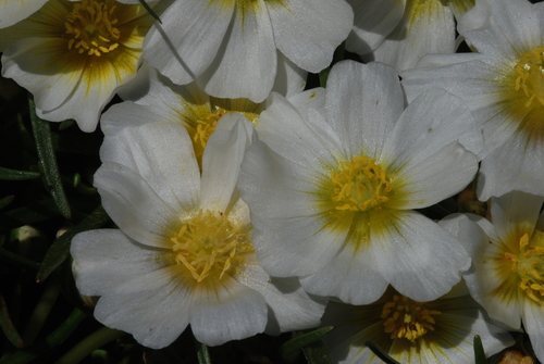 Calandrinia graminifolia, photograph 3