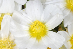 Calandrinia graminifolia, photograph (c) aacocucci, some rights reserved (CC BY)