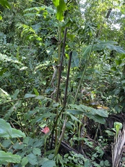 Etlingera