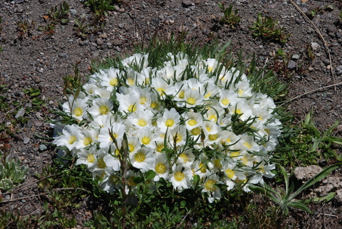 Calandrinia graminifolia, photograph 5