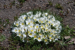 Calandrinia graminifolia, photograph (c) aacocucci, some rights reserved (CC BY)