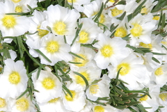 Calandrinia graminifolia, photograph (c) aacocucci, some rights reserved (CC BY)