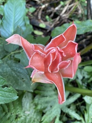Etlingera