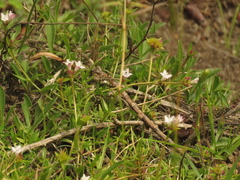 Spermacoce chartensis