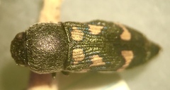 Paratyndaris chamaeleonis