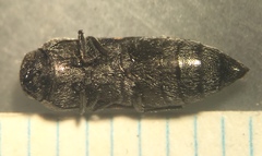 Paratyndaris chamaeleonis