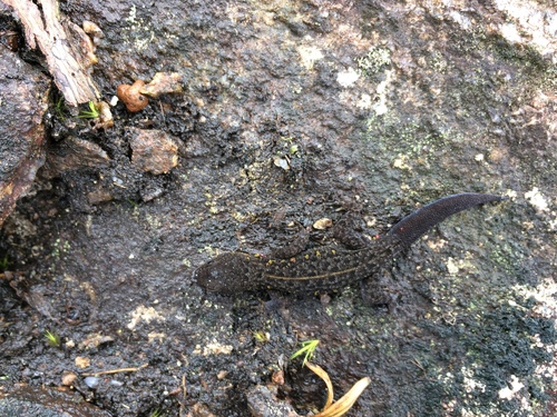Cnemaspis indica