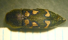 Paratyndaris chamaeleonis