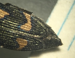 Paratyndaris chamaeleonis