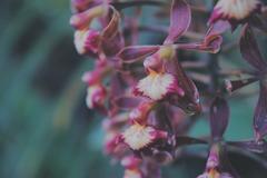 Epidendrum radioferens