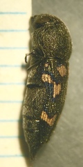 Paratyndaris chamaeleonis