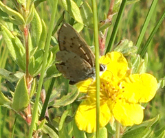 Tharsalea dorcas claytoni