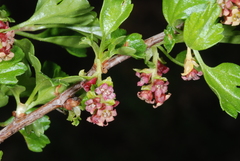Ribes cucullatum
