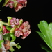 Ribes cucullatum - Photo (c) aacocucci, algunos derechos reservados (CC BY-NC), subido por aacocucci