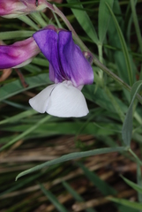 Lathyrus pusillus