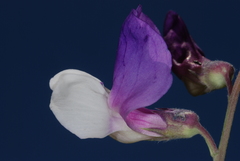 Lathyrus pusillus