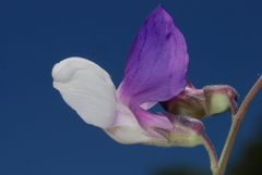 Lathyrus pusillus
