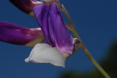 Lathyrus pusillus