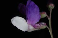 Lathyrus pusillus