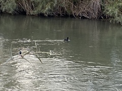 Fulica americana