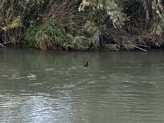 Fulica americana