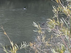 Fulica americana