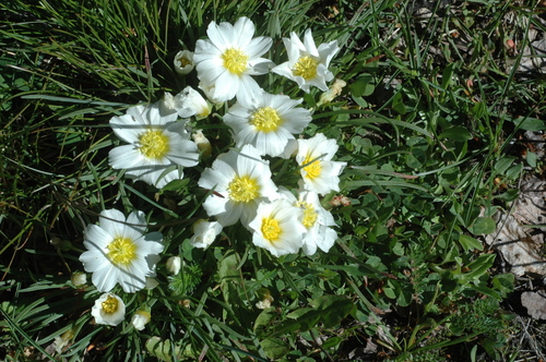 Calandrinia graminifolia (Calandrinia graminifolia)