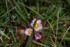 Calandrinia colchaguensis