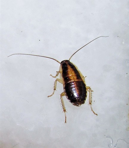 German cockroach