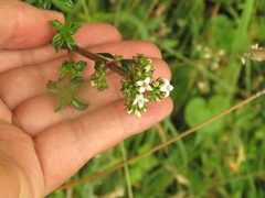 Galianthe bogotensis