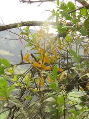 Dendrophthora clavata