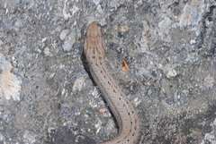 Galvarinus chilensis