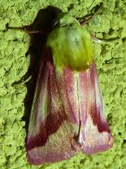 Schinia gaurae