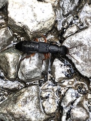 Dinothenarus badipes