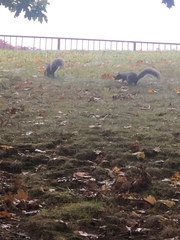 Sciurus carolinensis