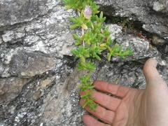 Disphyma australe australe