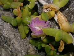 Disphyma australe australe