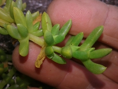 Disphyma australe australe