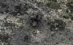 Camponotus pennsylvanicus