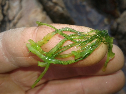 Ulva intestinalis