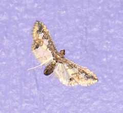 Gonocausta