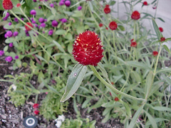 Gomphrena haageana