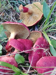 Suillus paluster