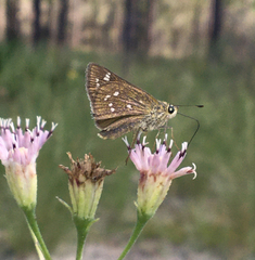 Hesperia attalus slossonae