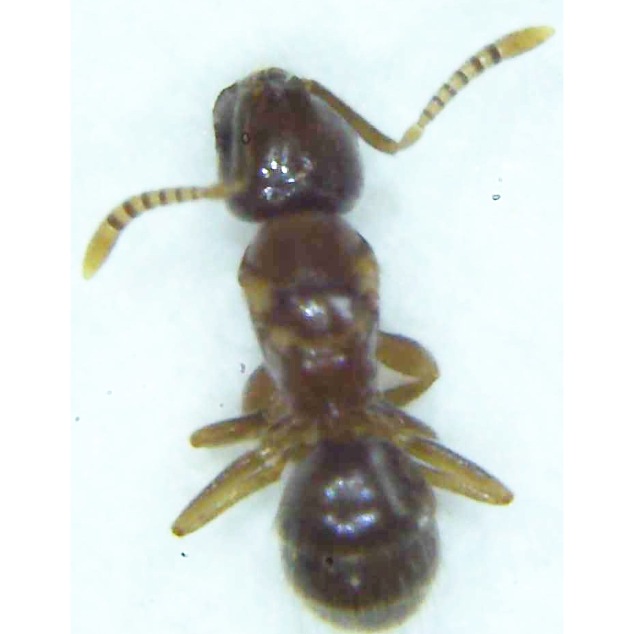 Brachymyrmex