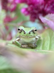 Hyla japonica