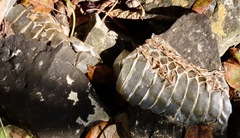 Nerodia sipedon sipedon