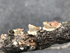 Scytinostroma artocreas